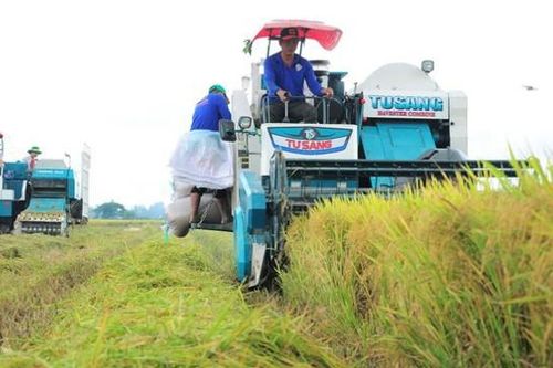 Bàn giải pháp triển khai đề án 1 triệu héc ta lúa chất lượng cao