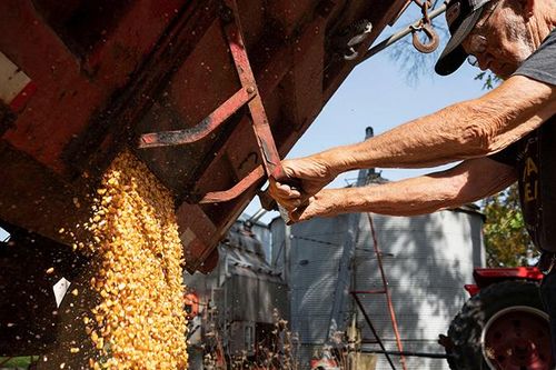 Giá ngô và lúa mì thế giới giảm mạnh