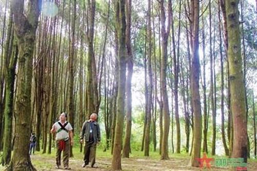 Nghệ An đầu tư trồng rừng gỗ lớn