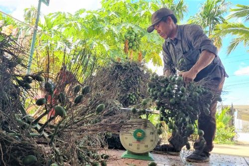 Giá quả cau tăng cao, nhiều người dân thu về hàng trăm triệu đồng