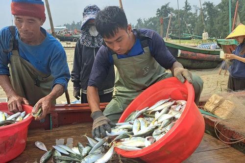 Ngư dân trúng cá bạc má gần bờ