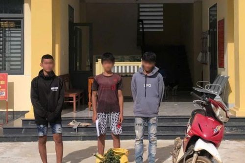 Quảng Ngãi: Giá cau tăng cao kéo theo nhiều vụ trộm cau