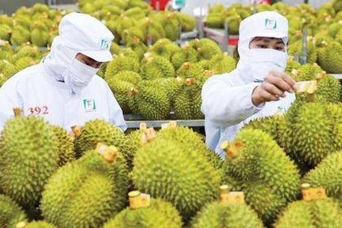 Xuất khẩu rau quả thu gần tỷ USD trong một tháng
