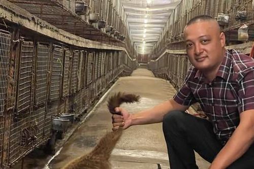 Thu hàng tỉ đồng mỗi năm từ nuôi cầy vòi mốc