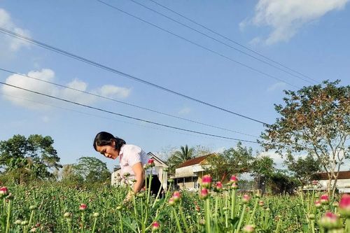 Giá giống tăng cao, nông dân Nghệ An thấp thỏm vào vụ hoa Tết