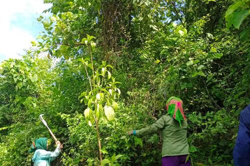 Nghệ An triển khai trồng rừng theo kế hoạch của Bộ Nông nghiệp và Phát triển nông thôn