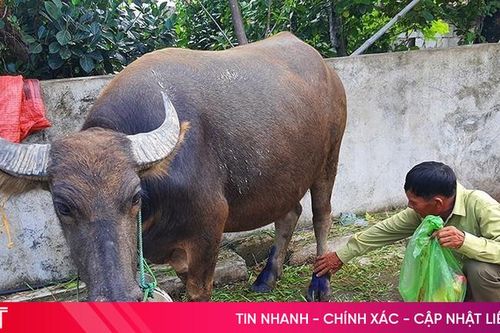 Tập trung khống chế, dập tắt các ổ dịch lở mồm long móng gia súc