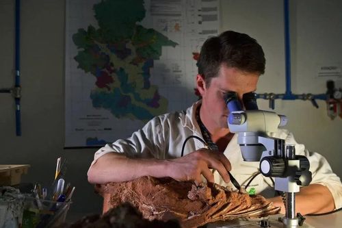 Brazil: Phát hiện loài bò sát có thể làm sáng tỏ sự trỗi dậy của loài khủng long