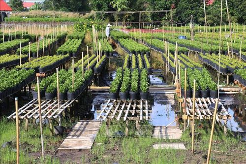 Đồng Tháp: Trồng hơn 100 ha hoa kiểng phục vụ Tết
