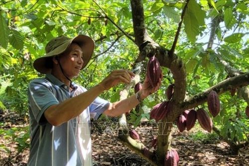 Giá ca cao tươi tăng gấp đôi