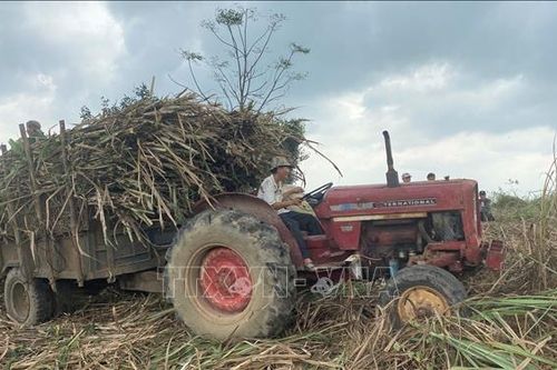 Lần đầu tiên mía đường Việt Nam dẫn đầu khu vực ASEAN về năng suất