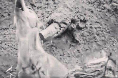Loài vật quý hiếm bậc nhất hành tinh 'biết hát' bất ngờ hồi sinh sau hơn 50 năm tuyệt chủng