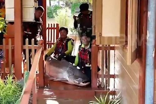 Bắt được cá tra dầu khổng lồ dài 3 mét, nặng 100kg ở ga tàu