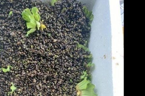 Từng mất cả trăm triệu vì nuôi con siêu đẻ, người đàn ông nay đã kiếm hơn 100 triệu/tháng