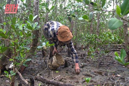 Mướt xanh những cánh rừng ngập mặn