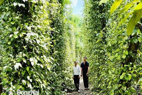 Phát triển sản xuất nông nghiệp quy mô hàng hóa lớn