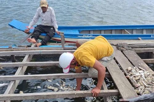 Chưa xác định nguyên nhân cá chết tại hồ thủy lợi Ia Mơr