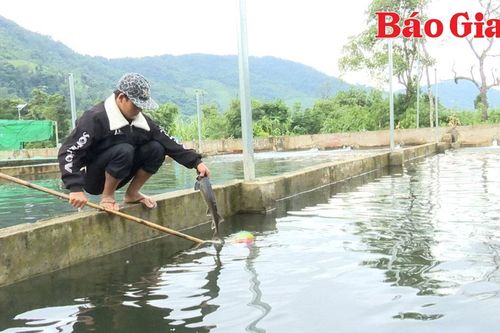 Triển vọng nuôi cá tầm tại 'ốc đảo' Kon Pne