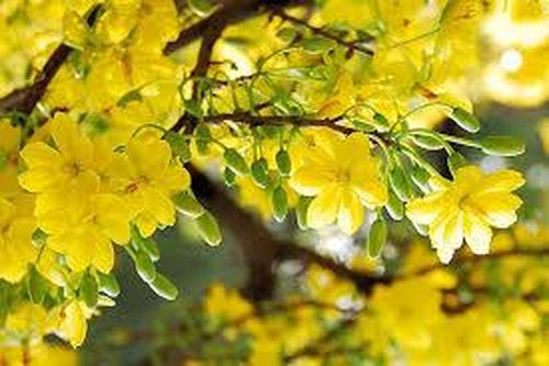 Thư mời cộng tác Báo Khánh Hòa xuân Ất Tỵ 2025