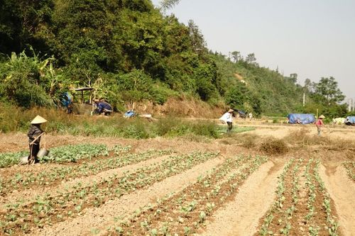 Khôi phục sản xuất rau màu sau bão đảm bảo nguồn cung cho thị trường