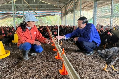 Phát triển chăn nuôi gia cầm theo hướng bền vững