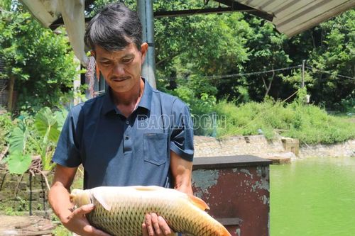 Lào Cai có 1 nông dân và 1 hợp tác xã nông nghiệp được vinh danh toàn quốc