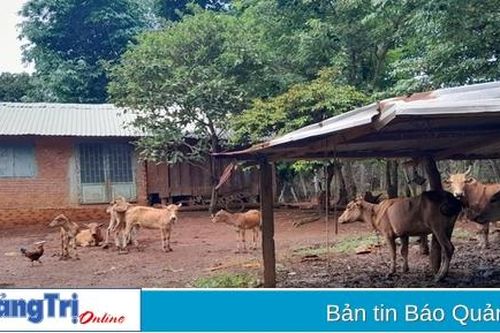 Hướng Hóa công bố hết dịch bệnh lở mồm long móng trên đàn trâu, bò tại địa bàn các xã Húc, Tân Long