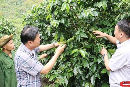 Chủ động phòng trừ sâu bệnh hại trên cây trồng