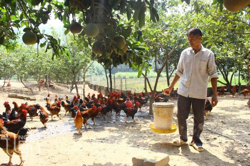 Tân Lợi khai thác hiệu quả thế mạnh nông, lâm nghiệp