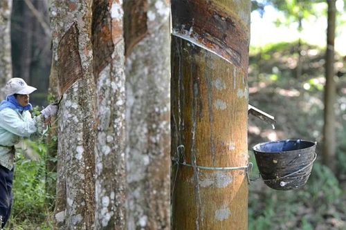 Giá mủ tăng vọt, Cao su Tây Ninh (TRC) báo lãi quý 3 cao gấp 6 lần