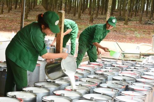 Ngày 15/10: Giá thu mua mủ cao su tăng vọt trong hơn một tháng qua