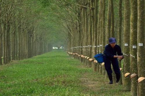 7 lãnh đạo ở Tổng công ty Cao su Đồng Nai đóng góp chưa tương xứng với mức lương 'khủng'
