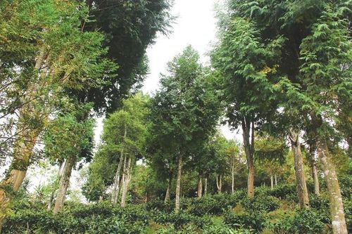 Nghệ An: Đẩy mạnh phát triển kinh tế - xã hội vùng đồng bào dân tộc thiểu số và miền núi