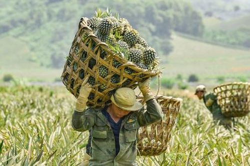 Để nông dân, HTX tối ưu sản xuất, không bị bật ra khỏi 'đường đua'