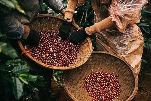 Tăng 1.000 đồng/kg, thị trường cà phê ổn định trở lại