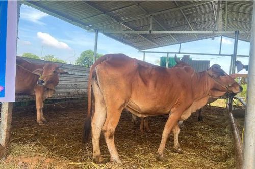 Không có chuyện cấp bò ốm, bò gầy cho người nghèo