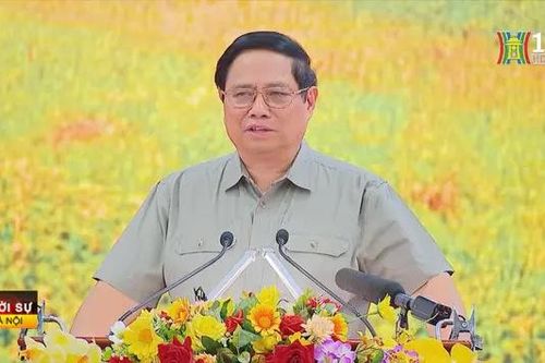 Phát triển một triệu hecta lúa chất lượng cao