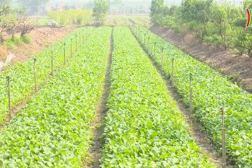 Không lo thiếu rau xanh dịp cuối năm