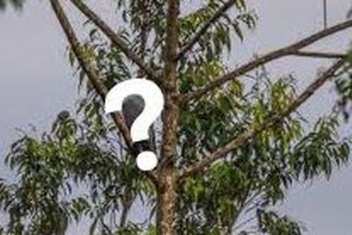 Loài vật quý hiếm bậc nhất hành tinh, biến mất hơn 50 năm bất ngờ 'tái xuất'