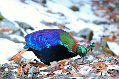 Loài chim đẹp nhất dãy Himalaya được chọn làm quốc điểu