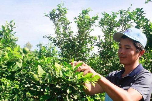 Quảng Ngãi: Nông dân trẻ nuôi khát vọng làm giàu từ cây chanh tứ quý