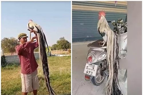 Chú gà trống đuôi dài 3,4 mét giá vài chục triệu đồng