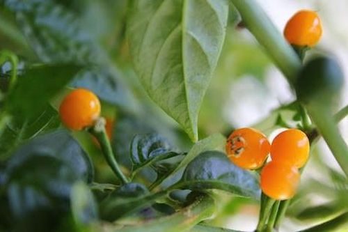 Ớt đắt nhất thế giới trồng tại Việt Nam giá thế nào?