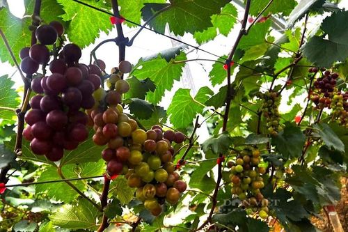 Bất ngờ khi trồng thử nho hạ đen đạt trái to nặng trĩu cành
