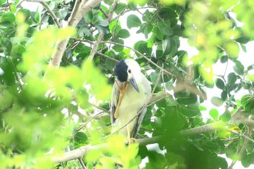 Chim hoang dã bay về làm tổ, trú ngụ ở nhiều địa điểm trung tâm Hà Nội