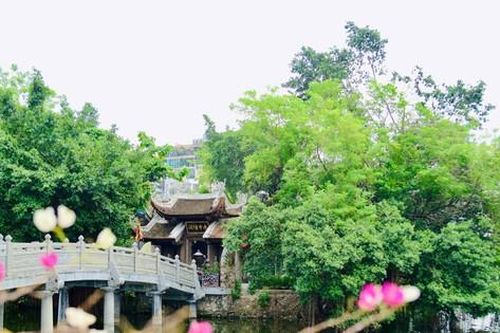 Độc đáo nơi trú ngụ của đàn chim giữa lòng hồ Trúc Bạch