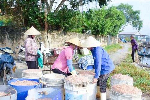Ruốc biển được giá, ngư dân Nghệ An phấn khởi vào vụ đánh bắt