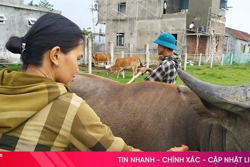 Tăng tốc tiêm vắc xin phòng ngừa dịch bệnh trên đàn gia súc, gia cầm