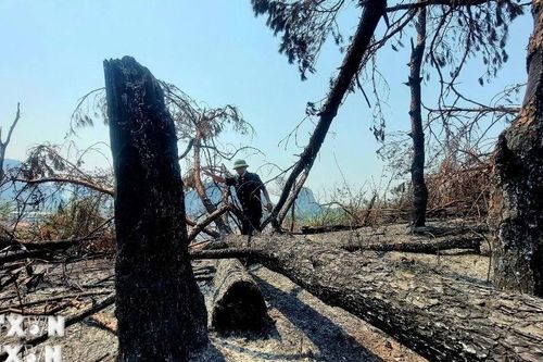 Quảng Ninh nỗ lực hồi sinh những cánh rừng 'chết' sau cơn bão Yagi