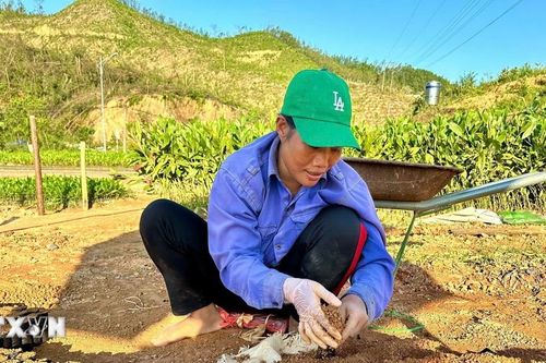 Quảng Ninh: Hồi sinh cho những cánh rừng chết sau bão số 3